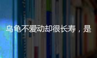 乌龟不爱动却很长寿，是否说明生命在于静止？一文给你解疑！